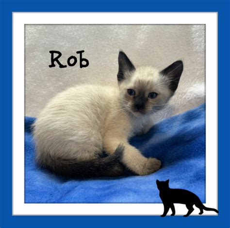 siamese breeder chicago|rosebuds siamese cattery indiana.